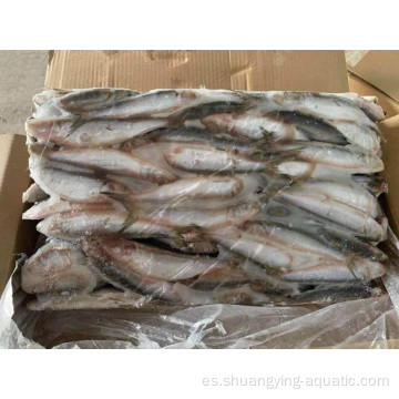 Pez de sardina congelado entero sardinella longicleps